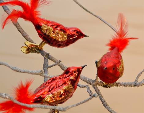 Fugle med klemme røde